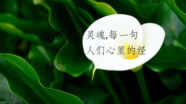 觸摸語(yǔ)言靈魂,每一句都能走進(jìn)人們心里的經(jīng)典句